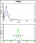 CALM1 Antibody (C-term)