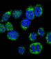 CALM1 Antibody (C-term)