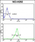 TOB1 Antibody (N-term)