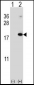 RNF5 Antibody (N-term)