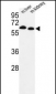 PRODH Antibody (Center)