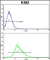 FLCN Antibody (C-term)