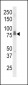 IL18RAP Antibody (N-term)