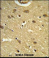 UBAP1 Antibody (N-term)