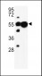 UBAP1 Antibody (N-term)