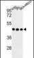 GPA33 Antibody (C-term)