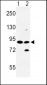 SLC8A1 Antibody (Center)