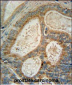 INSIG1 Antibody (N-term)