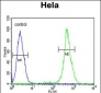 EBP Antibody (N-term)