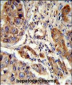 EBP Antibody (N-term)