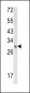 EBP Antibody (N-term)