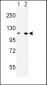 MTTP Antibody (C-term)