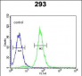 PHYH Antibody (N-term)