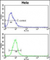 Glypican-1 Antibody (N-term)