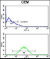 CNDP1 Antibody (C-term)