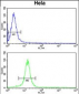 CENPH Antibody (Center)