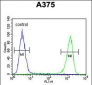 FA96B Antibody (N-term)