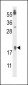 FA96B Antibody (N-term)