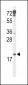 p19 Antibody (N-term)