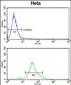 ACP1 Antibody (N-term)