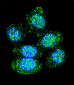 ACP1 Antibody (N-term)