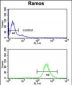 EIF2A Antibody (Center)