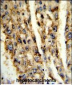 DIO3 Antibody (C-term)