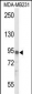 IL17RD Antibody (N-term)