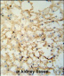 LYPD1 Antibody (C-term)