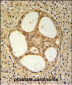 PRUNE Antibody (C-term)