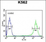 GAGE7 Antibody (C-term)