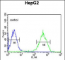 NDUFA10 Antibody (Center)