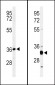 AP9771c-ST8SIA4-Antibody-Center
