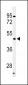 hPFTK1-M1 Antibody