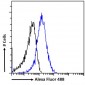 Goat Anti-SMARCA3 Antibody