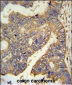 PAR6G Antibody (N-term)