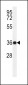 PAR6G Antibody (N-term)