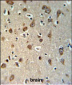 YMEL1 Antibody (N-term)