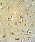 CDH20 Antibody (N-term)