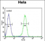 ADCY4 Antibody (Center)