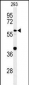 CDC45L Antibody (Center)