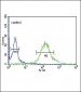 GTSE1 Antibody (C-term)