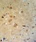 GTSE1 Antibody (C-term)