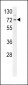 DNAJC2 Antibody (Center)