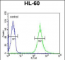 ENPP7 Antibody (Center)