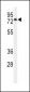 ENPP7 Antibody (Center)