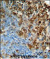 ITPA Antibody (N-term)