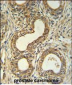 Roundabout 4 Antibody (N-term)