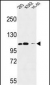 Roundabout 4 Antibody (N-term)