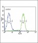 HSD17B2 Antibody (Center)